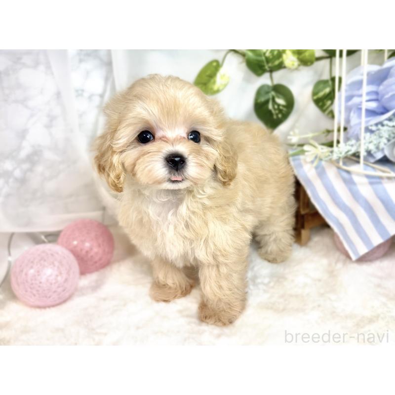 成約済の滋賀県のマルプー:マルチーズ×トイプードル-411751の2枚目